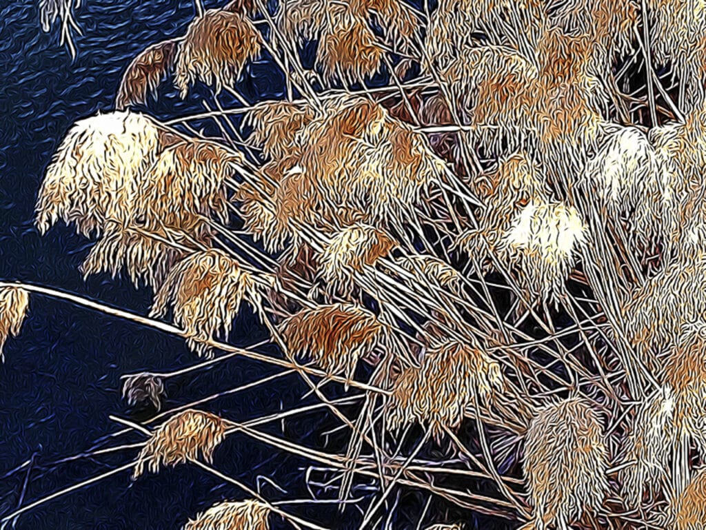 An environmental scene of native ornamental grasses altered with the Tangled FX app for your phone.