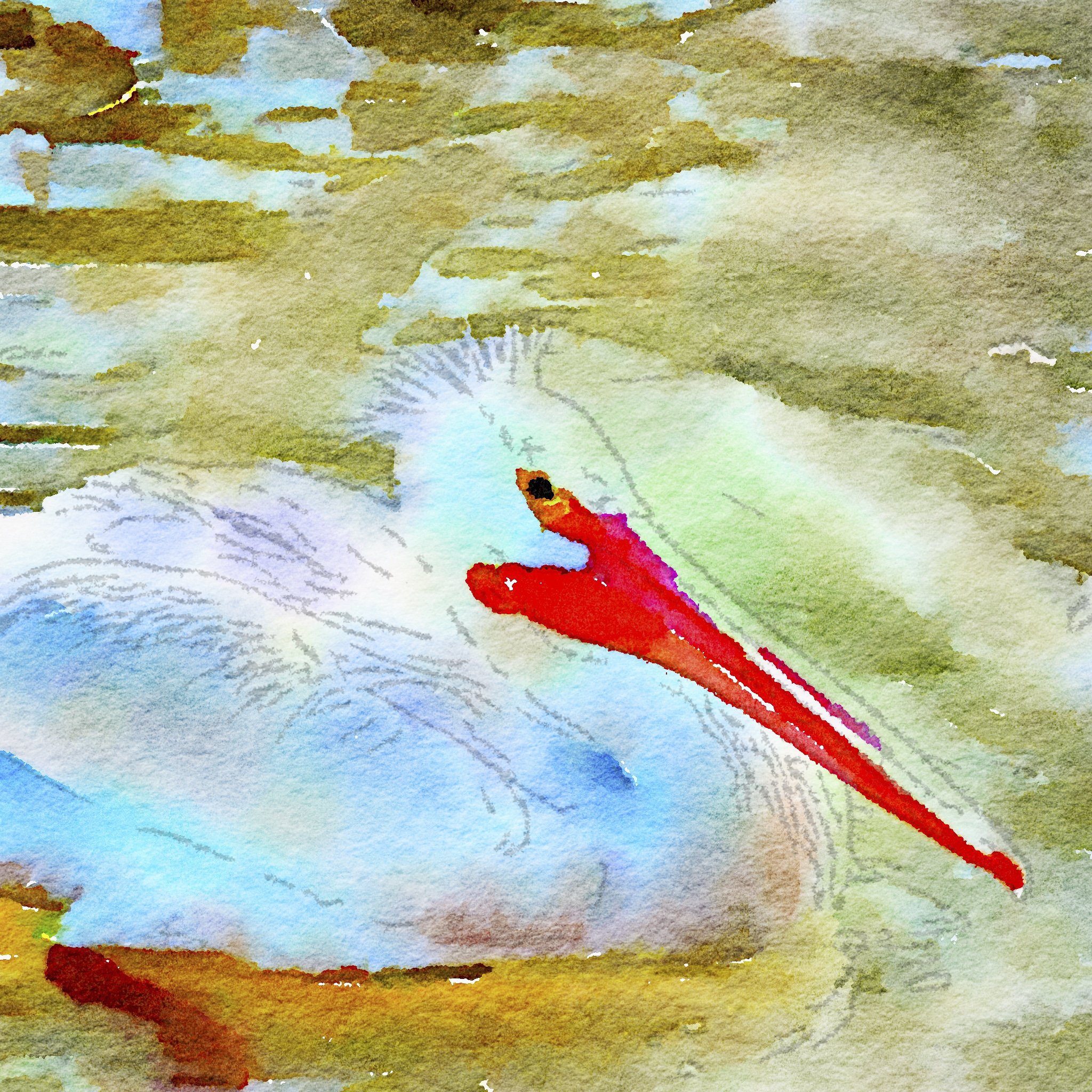 A pelican painted in the Waterlogue cell phone app.