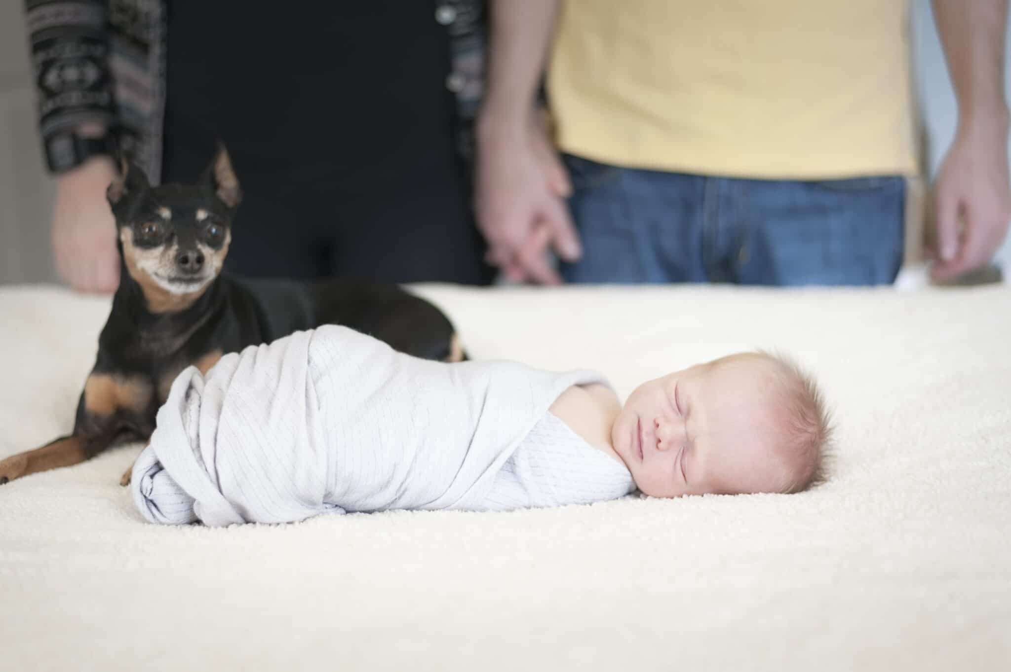 Newborn baby photography with the baby on a king-sized bed with the family puppy, Mom and Dad in the background.