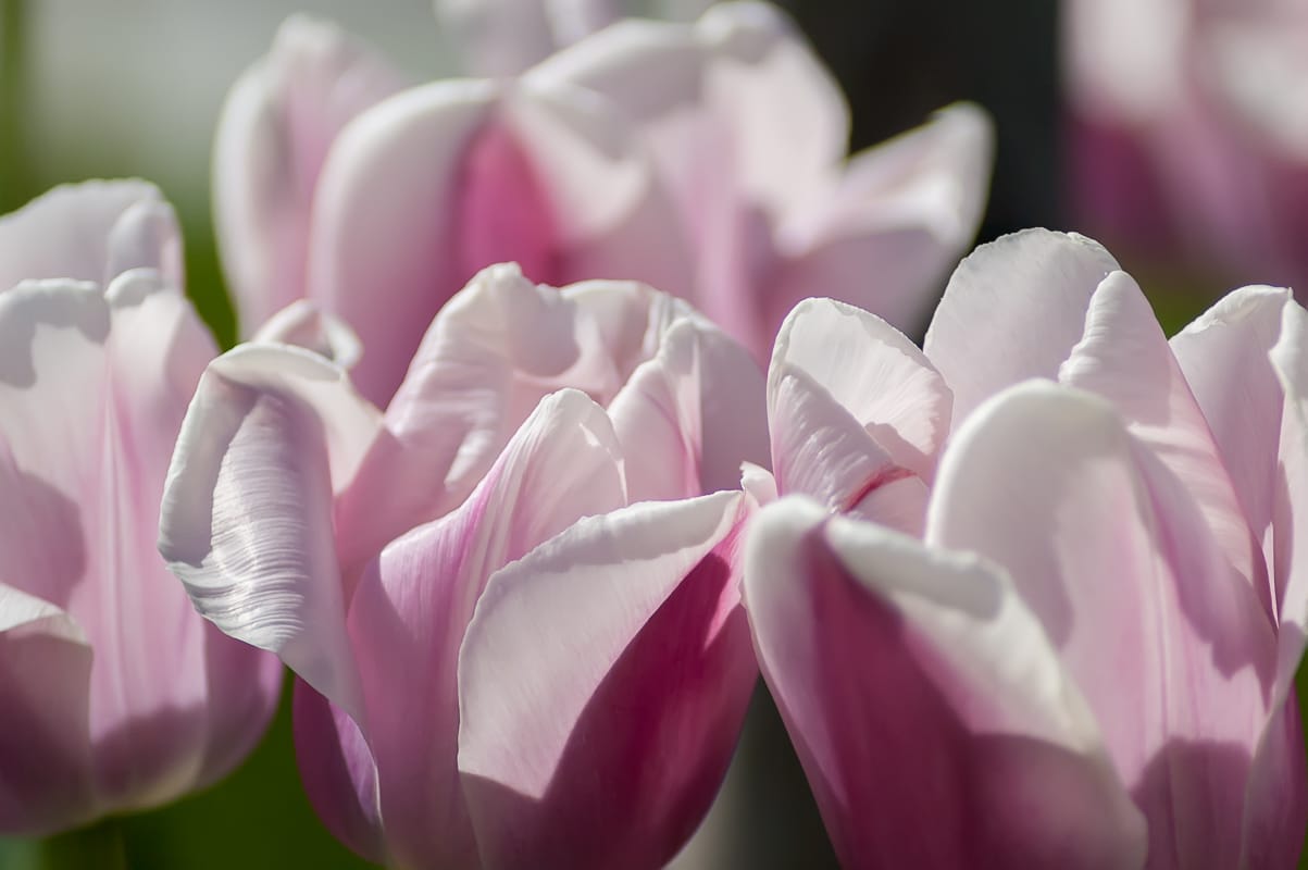 Spring Tulips