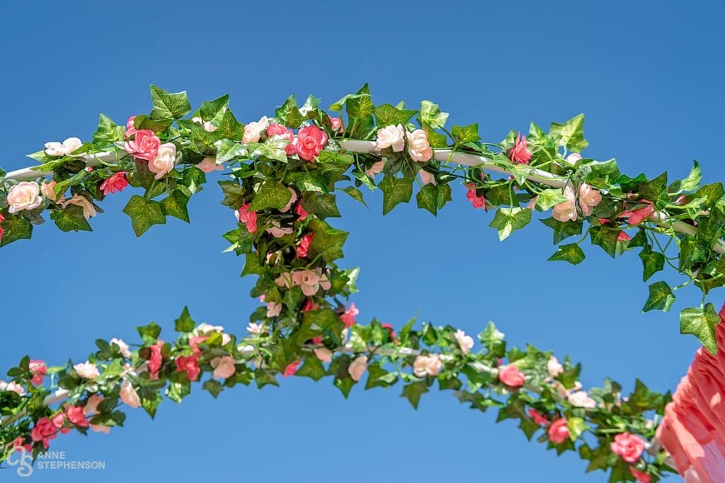 A close up of a wedding arbor with peach roses.