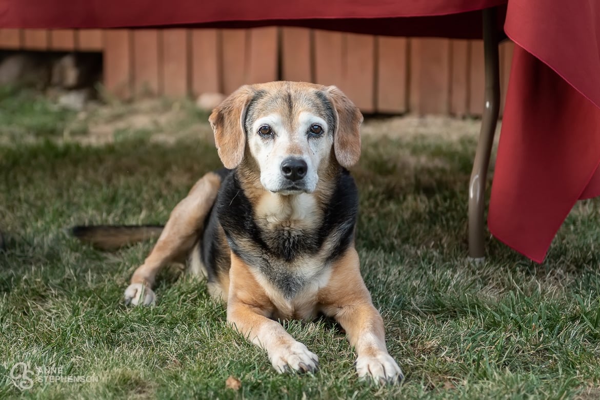 The family dog camps out at the appetizer table waiting for any crumbs to fall.