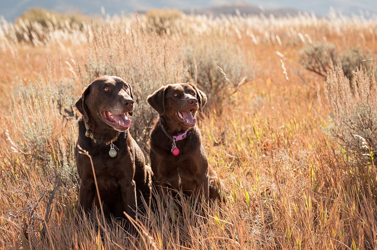 Two brown dogs in a field of golden grass mirror the other's position during a family portrait session.