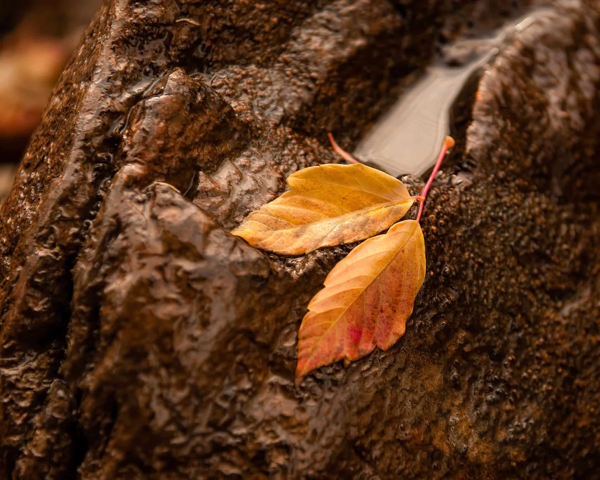 The Link Between Color Analysis and Beautiful Photos