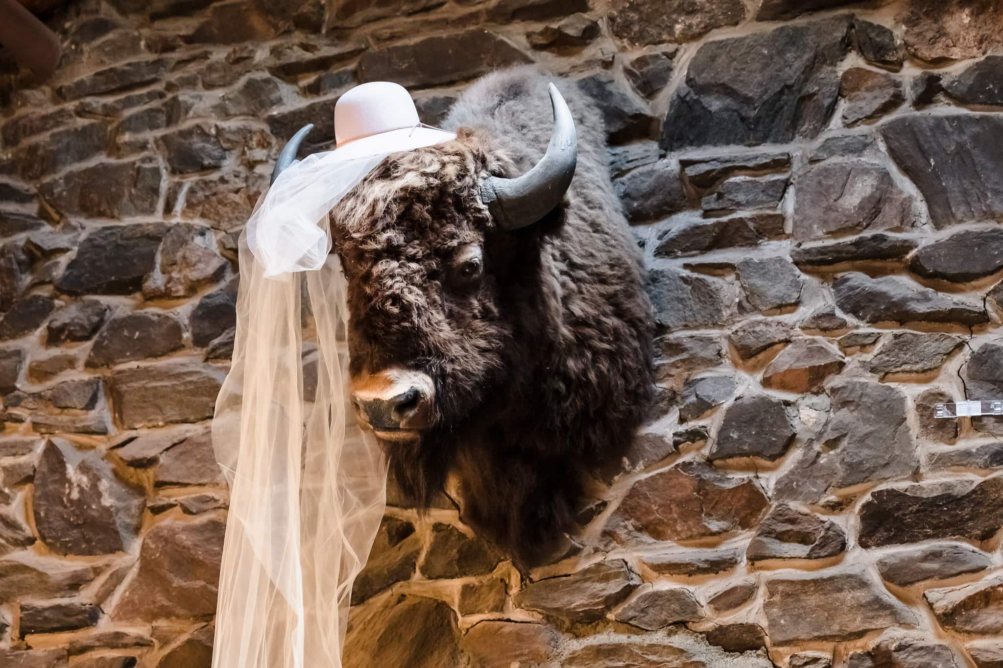 Stuffed buffalo with a veil.